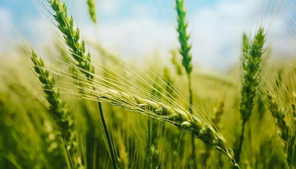 Buğday Üretiminde Rekor: Kişi Başı 288 Kilogram